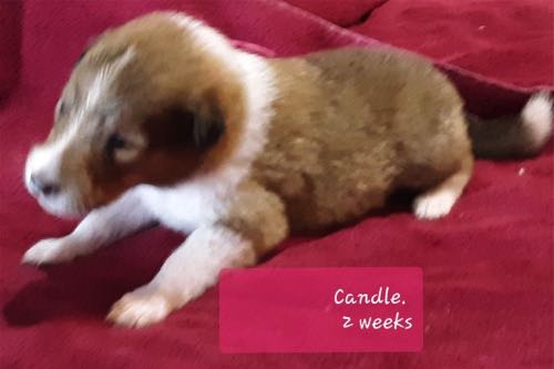 CANDLE 2 WK